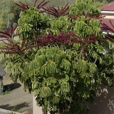 Gunner's Scheflera tree